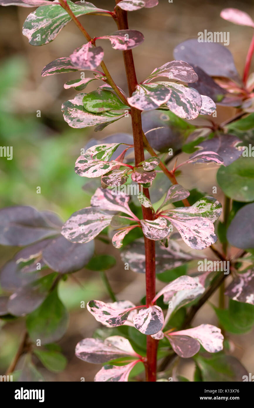 Berberis thunbergii atropurpurea harlekin Fotos und Bildmaterial in