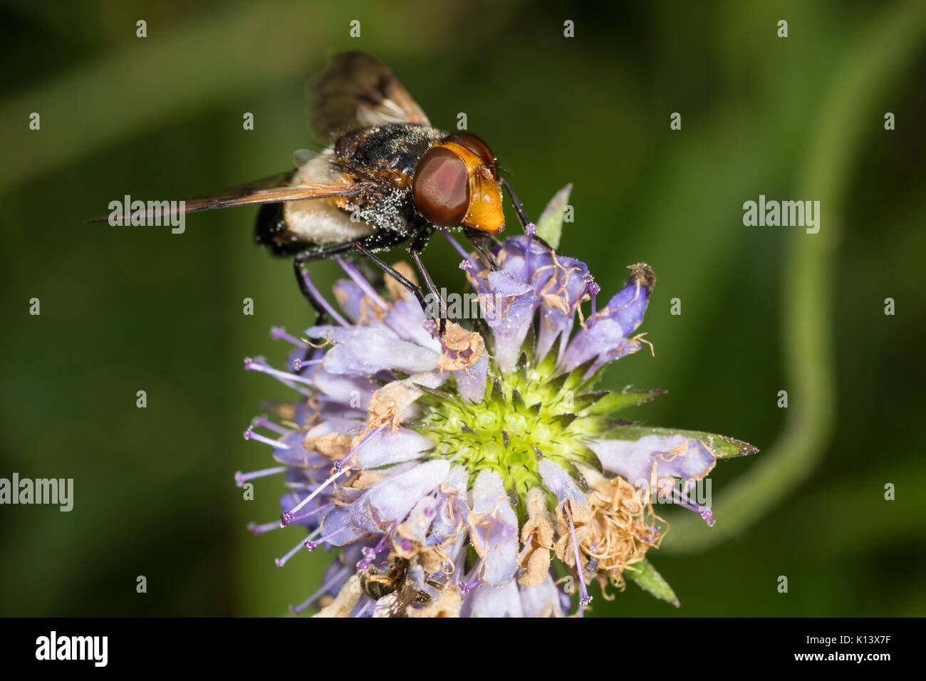 Zona pellucida Hoverfly, Volucella pellucens, Fütterung auf die Verblassenden Blüten im Kopf von Bit scabious Devil, Succisa pratensis Stockfoto
