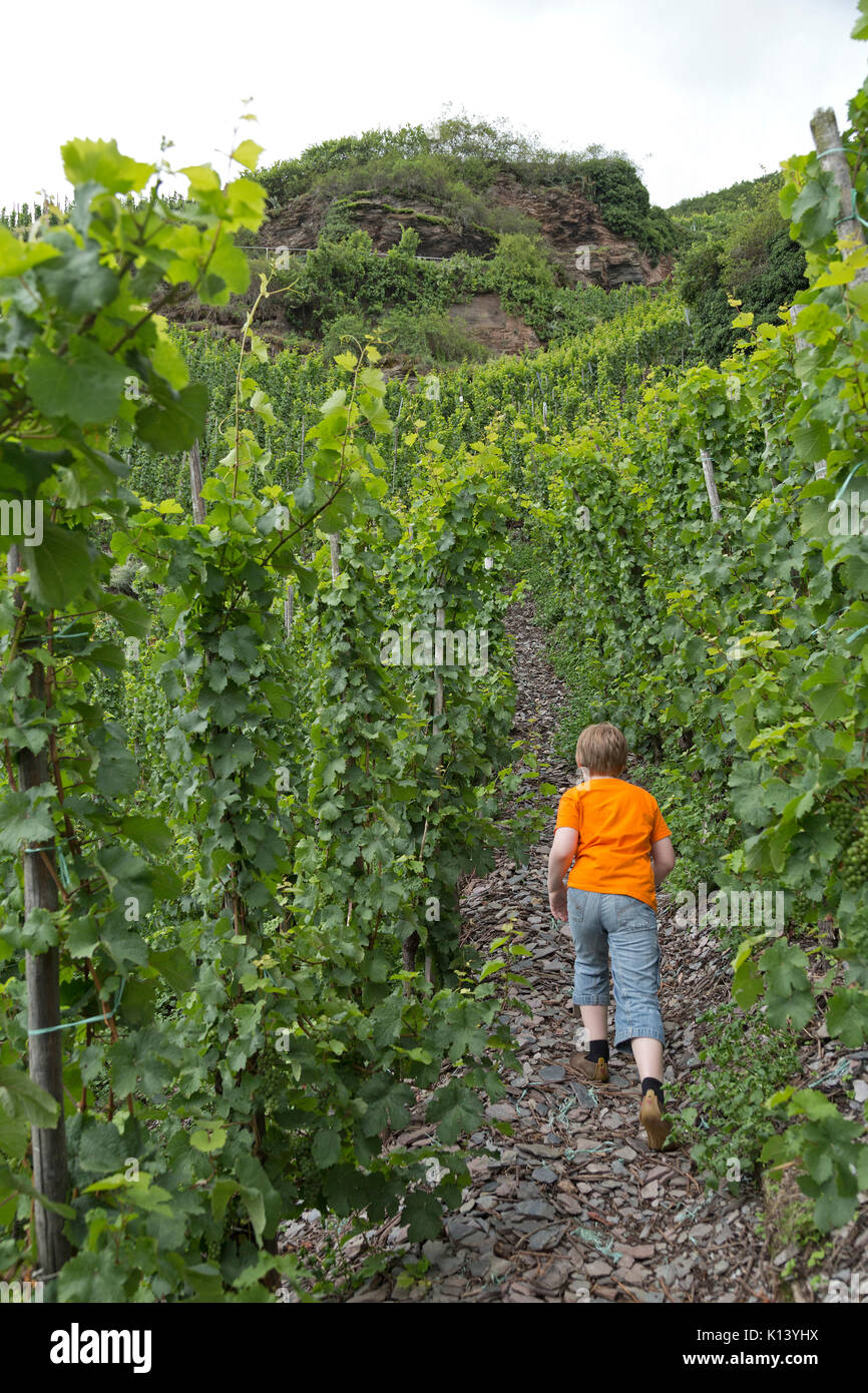 Junge auf Klettersteig, Uerzig, Mosel, Rheinland-Pfalz, Deutschland Stockfoto