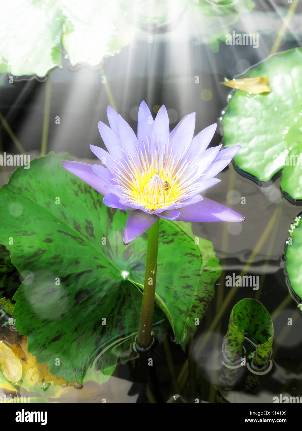 In der Nähe von seerosen Lotus und Licht im Garten Stockfoto