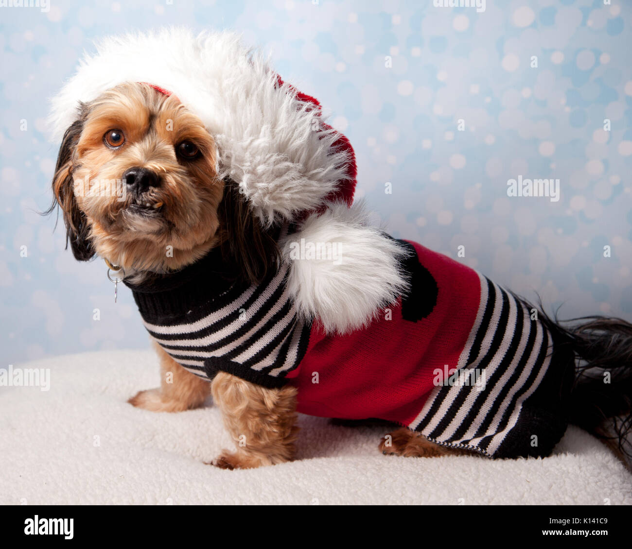 Hund im Urlaub Outfit Stockfoto