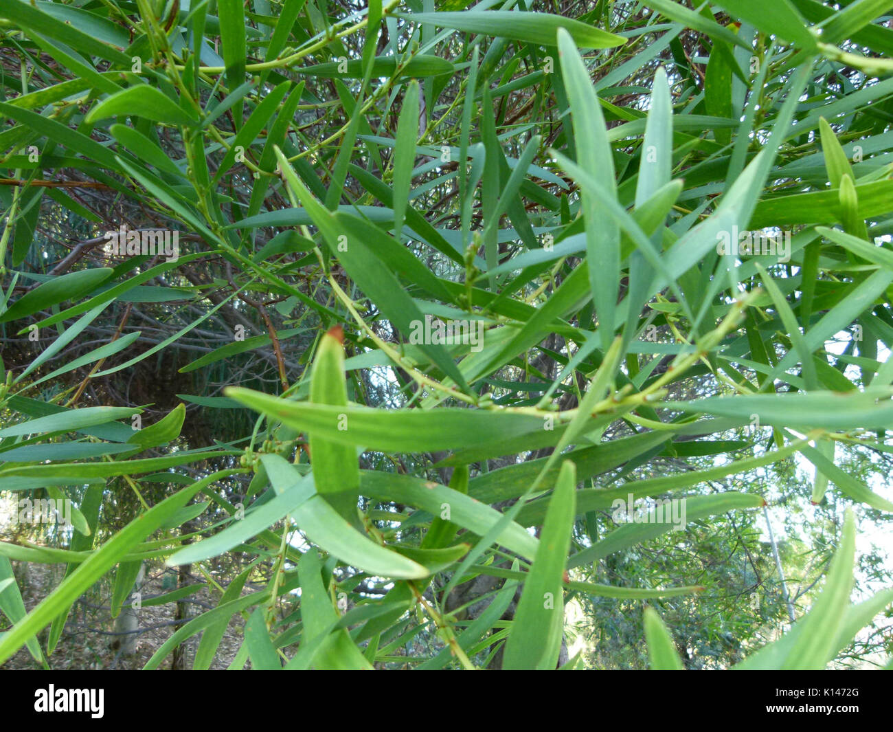 Acacia longifolia Nahaufnahme Stockfoto