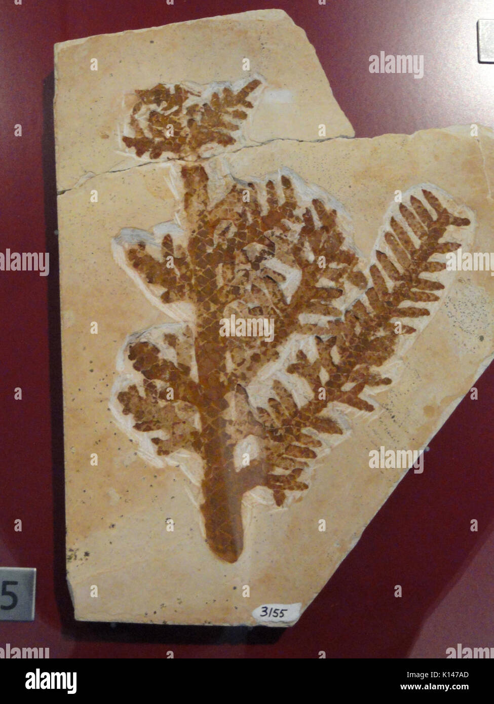 Dieses Bild zeigt eine Araukaria-Art, eine Gattung immergrüner Bäume, die für ihr unverwechselbares, nadelförmiges Laub bekannt ist. Das Exemplar ist Teil der Sammlung des Royal Ontario Museum, die von der University of Guelph geliehen wurde und die botanischen Merkmale der Pflanze zeigt. Stockfoto