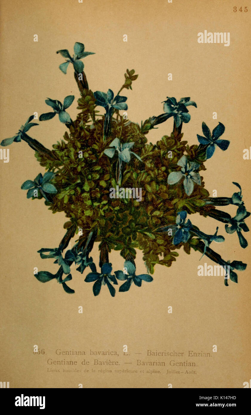 Atlas de la Flora alpine (PL. 356) (6389277997) Stockfoto