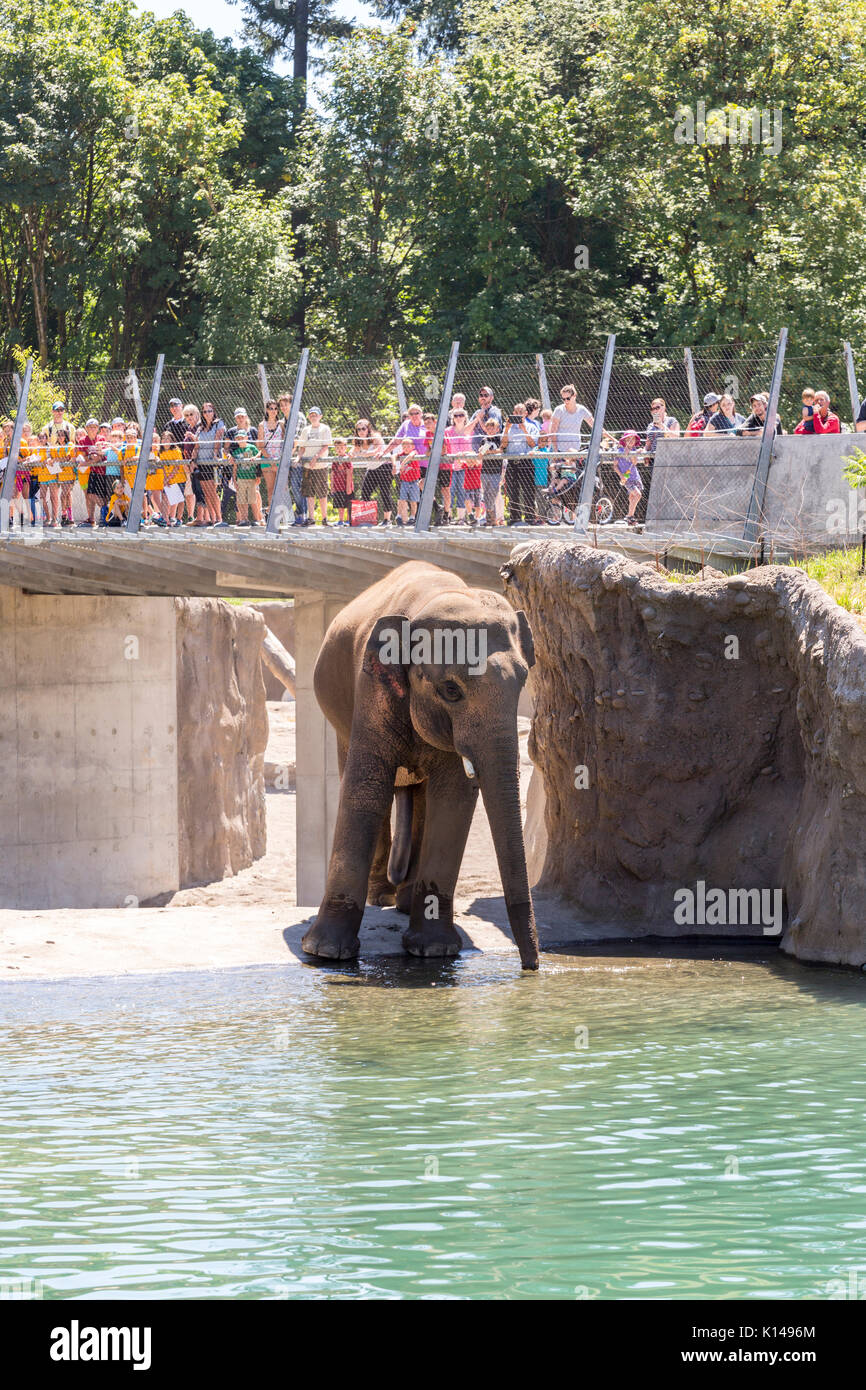 Elefant im Portland Oregon Zoo Stockfoto