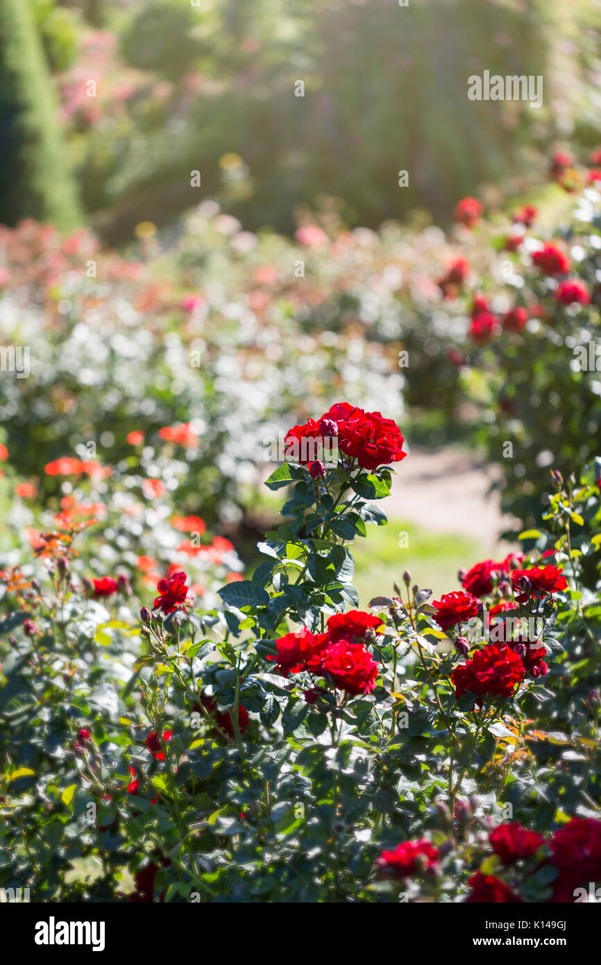 Sonnigen Sommer rose garden Stockfoto