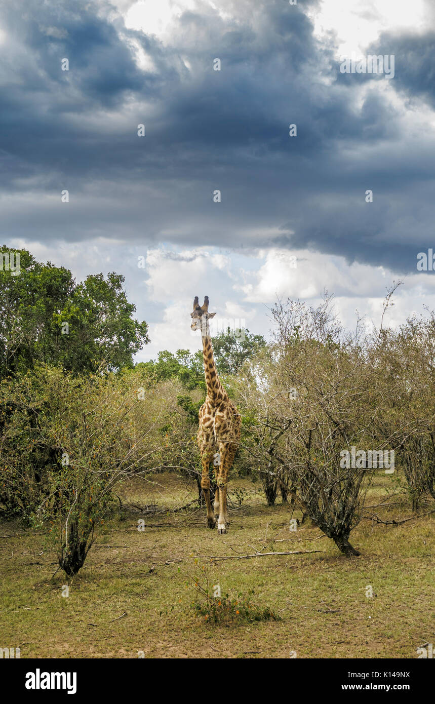 Blick auf die Masai Giraffe (Giraffa Camelopardalis tippelskirchi) Wandern in Buschland in der Masai Mara, Kenia unter dunklen Wolken als Regen Sturm Ansätze Stockfoto