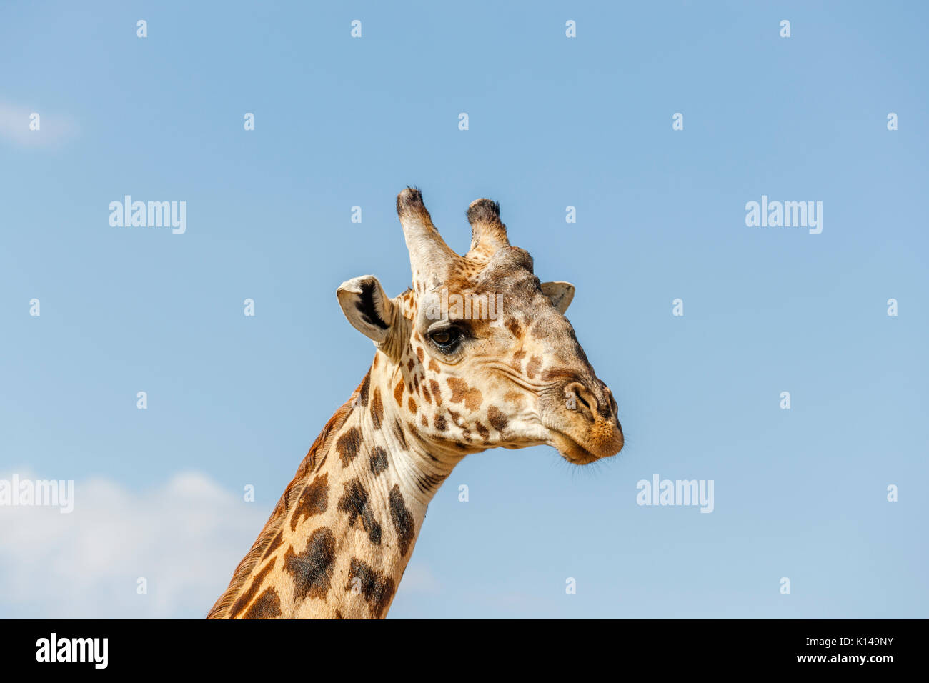 In der Nähe der Leiter der Masai Giraffe (Giraffa Camelopardalis tippelskirchi) Masai Mara, Kenia Stockfoto