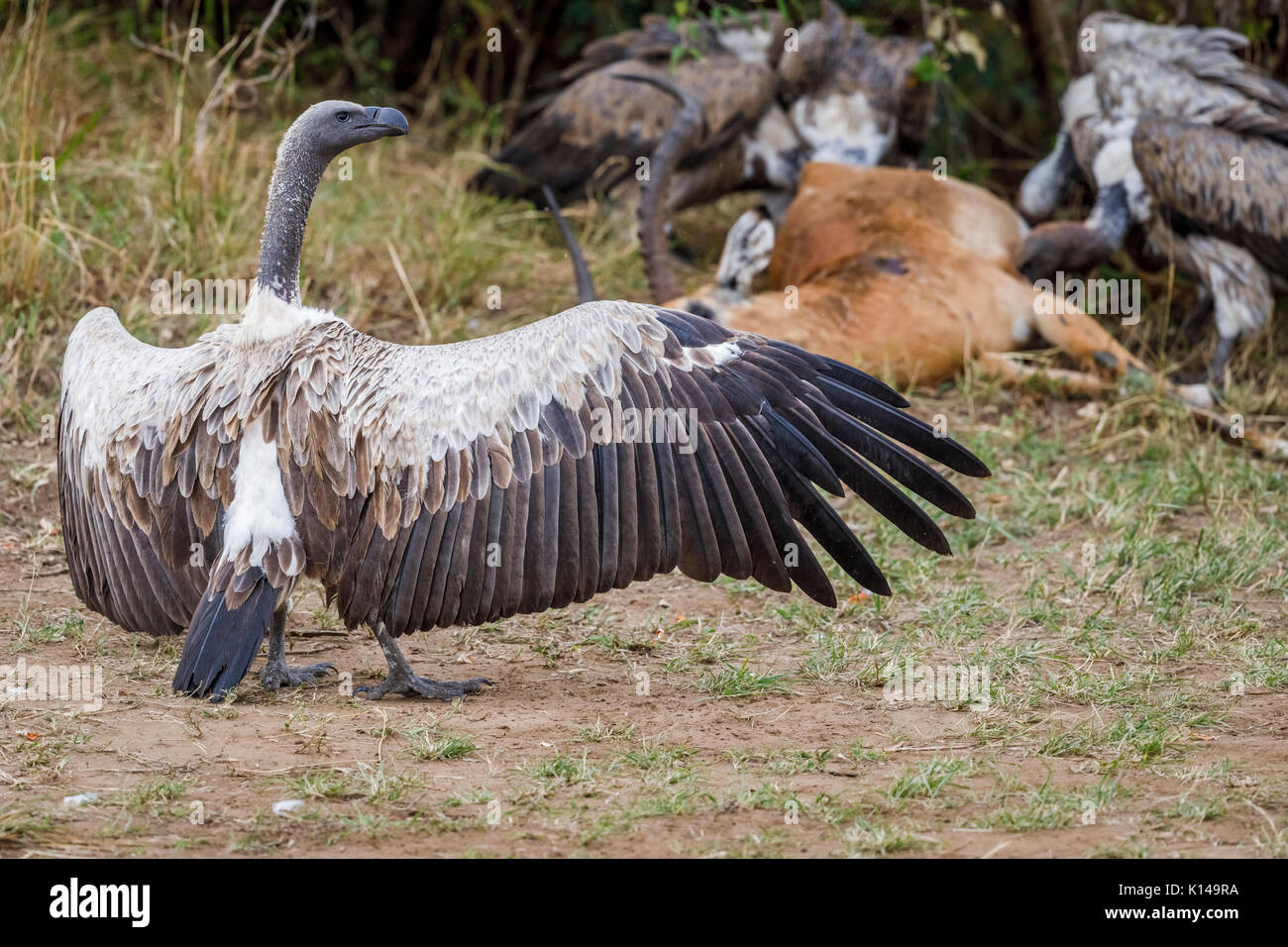 Kritisch bedrohte Afrikanische weiß-backed Vulture (Tylose in Africanus) mit ausgebreiteten Flügeln, landete auf einer Karkasse zu fest, Masai Mara, Kenia Stockfoto