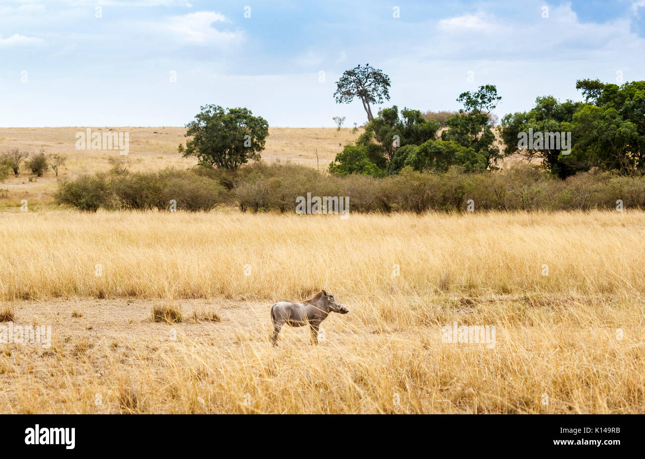 Kenianische Ostafrikanische Landschaft: Blick auf gemeinsame Warzenschwein, Phacochoerus Africanus, stehend in langen, trockenen Gras in der Savanne in der Masai Mara, Kenia Stockfoto