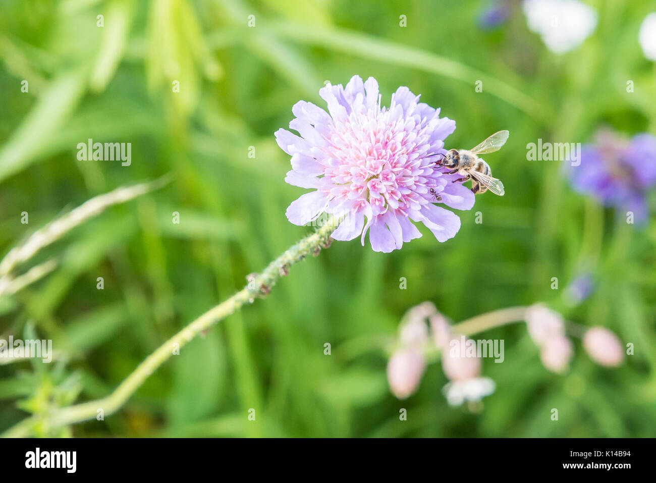 Flying bee und eine Blume mit Ameisen und Reblaus Stockfoto