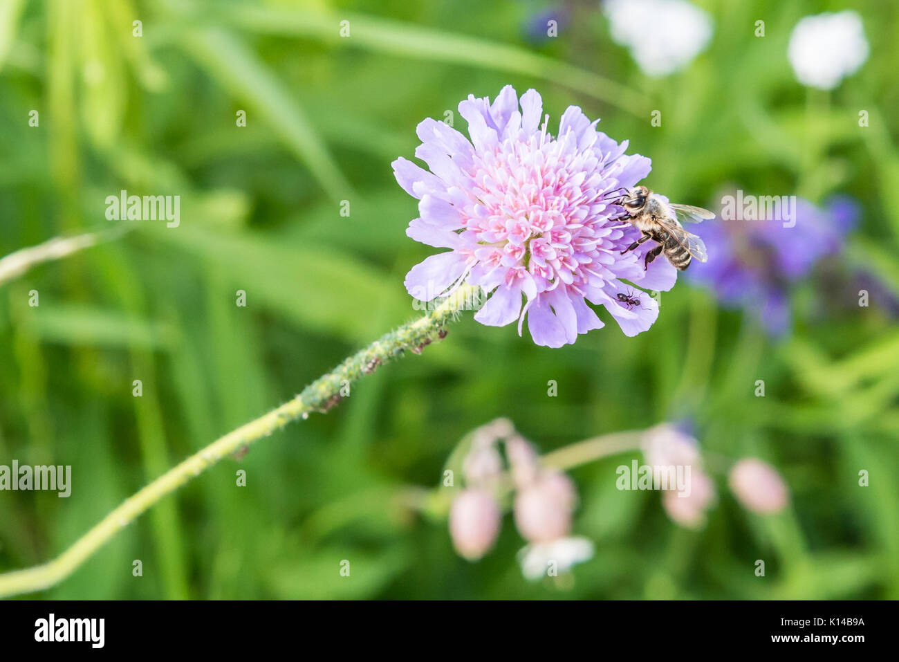 Flying bee und eine Blume mit Ameisen und Reblaus Stockfoto