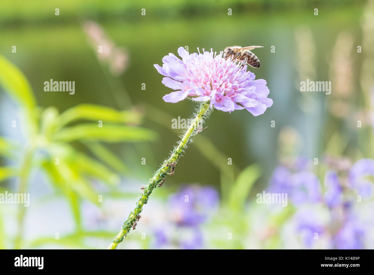 Flying bee und eine Blume mit Ameisen und Reblaus Stockfoto