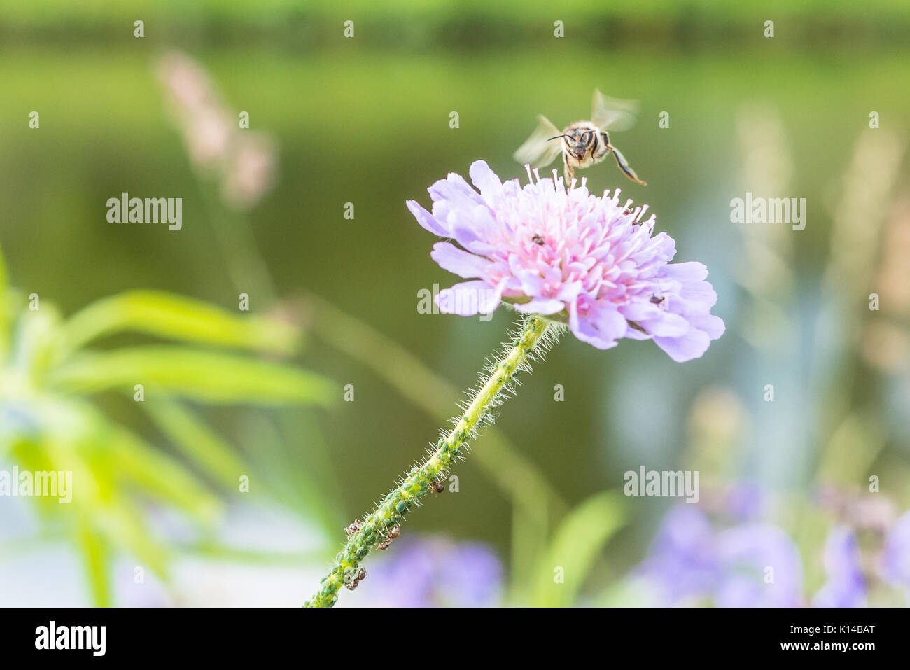 Flying bee und eine Blume mit Ameisen und Reblaus Stockfoto