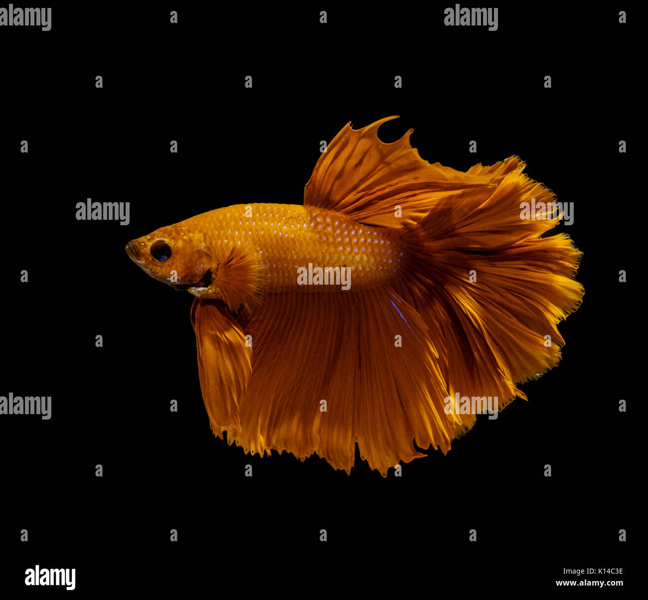 Schöne gelbe Siamese fighting fish auf schwarzem Hintergrund Stockfoto