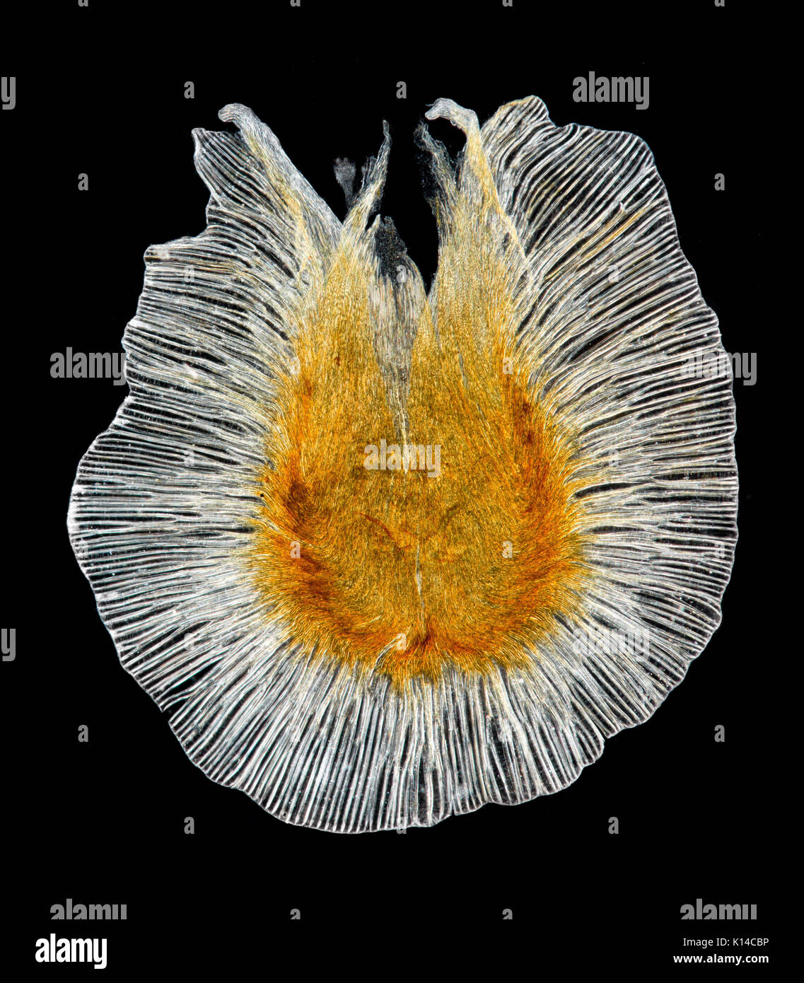 Eccremocarpus scaber Saatgut, der Chilenischen Herrlichkeit - Blume oder Chilenischen Herrlichkeit Kriechgang, Dunkelfeld photomicrograph Stockfoto