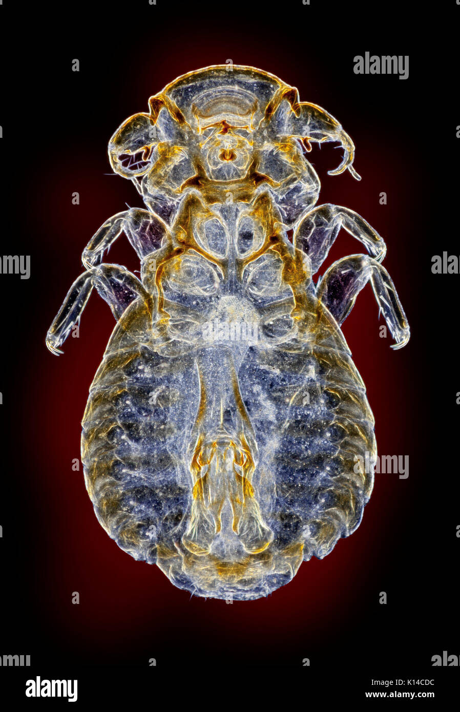 Vogel Laus (Philopteridae) Ecto - parasit Laus von der Pfau, Dunkelfeld photomicrograph Stockfoto