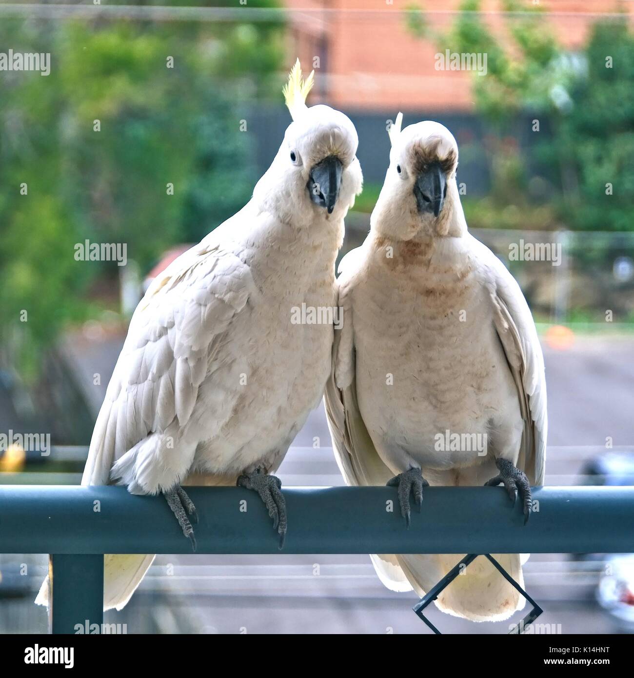 Zwei Verliebte australische Schwefel Crested Kakadus flirten Close-up gehen auf einem Balkon Schiene mit ihrem Wappen auf dem Display. (Foto Serie). Gosford,'N Stockfoto