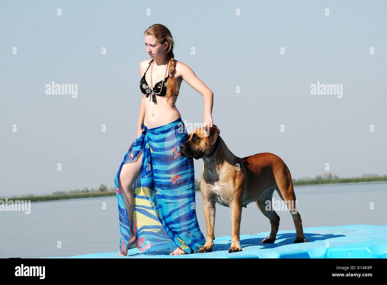 Große, starke Hund Boerboel, Gelb. Afrikanische Mastiff. Stockfoto