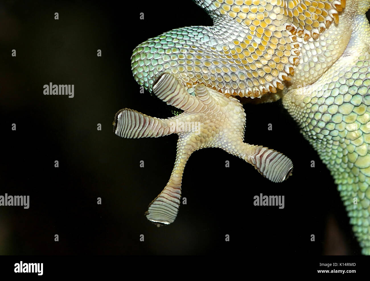 Nahaufnahme eines Grünen Madagaskar Taggecko (Phelsuma madagascariensis) Hinterfüße auf eine Glasscheibe mit klebrigen toe Pads festhalten Stockfoto