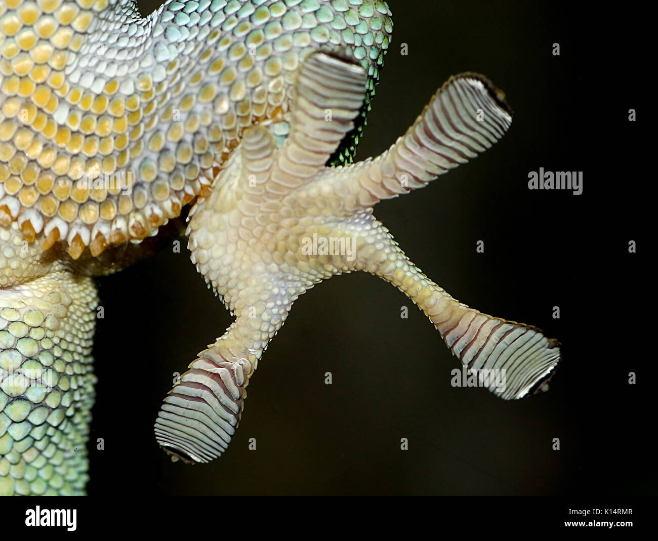 Nahaufnahme eines Grünen Madagaskar Taggecko (Phelsuma madagascariensis) Hinterfüße auf eine Glasscheibe mit klebrigen toe Pads festhalten Stockfoto