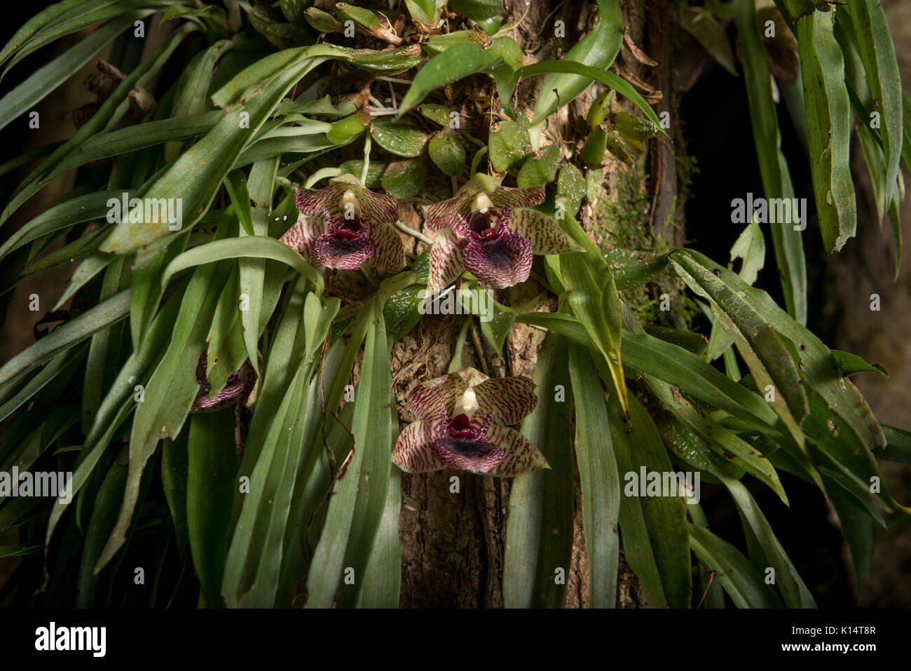 Wild Orchid promenaea stapelioides vom Atlantischen Regenwald Stockfoto