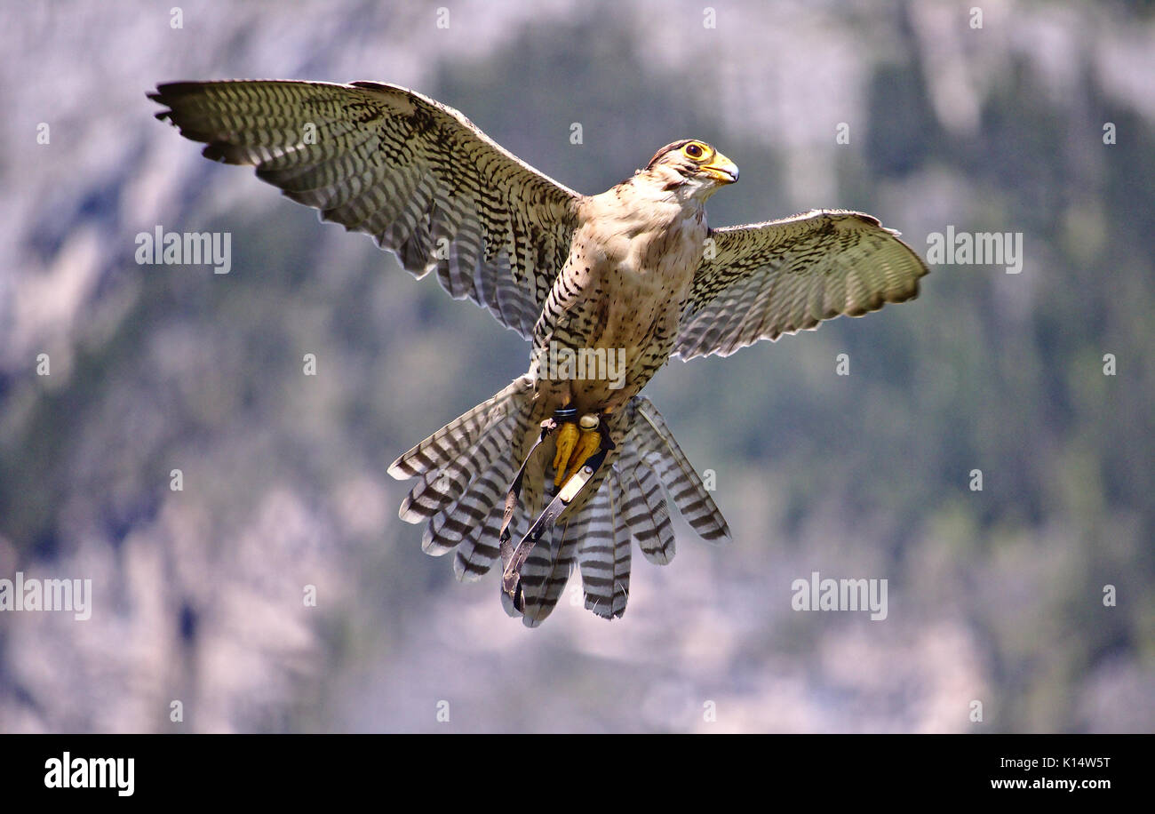 Merlin im Flug mit Flügel Stockfoto