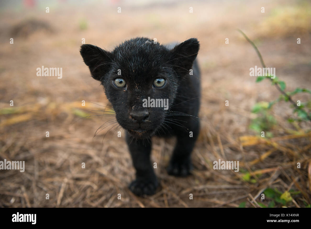Baby schwarz Jaguar, im Instituto Onça Pintada geboren wurde Stockfoto