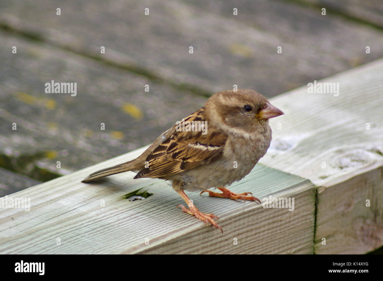 Weibliche sparrow thront auf einem Holzbalken Stockfoto