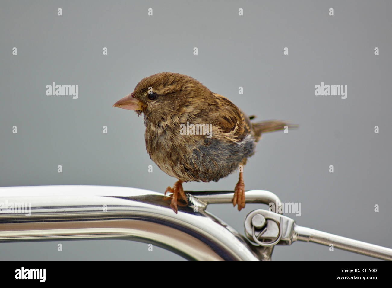 Weibliche sparrow thront auf einer Metallschiene Stockfoto