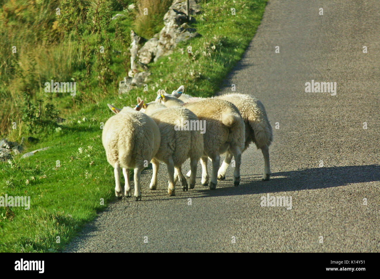 Vier Schafe gepresst zusammen am Straßenrand Stockfoto