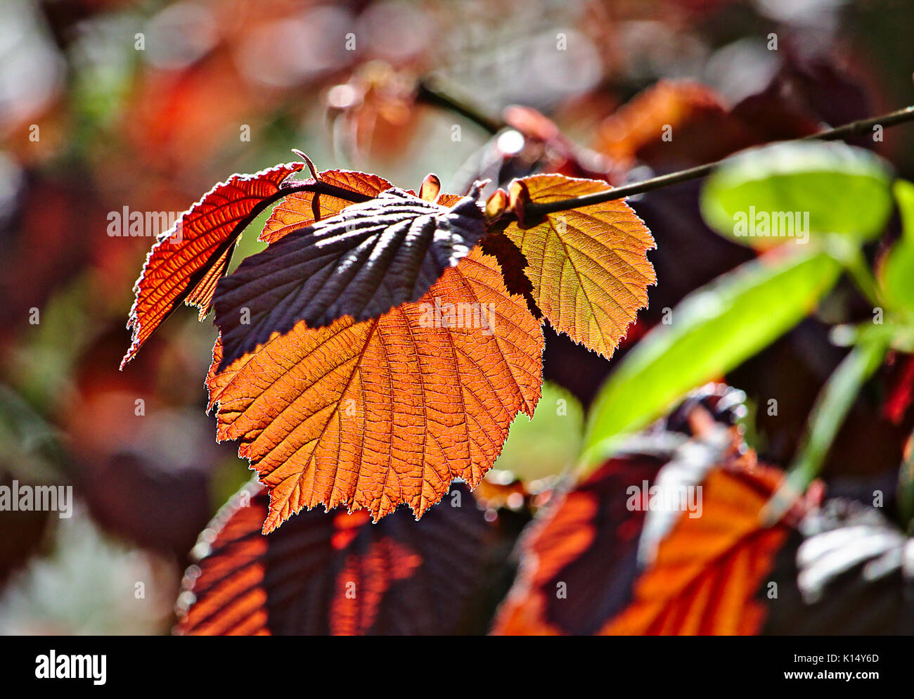 Purple Hazel Blätter im Frühling Stockfoto