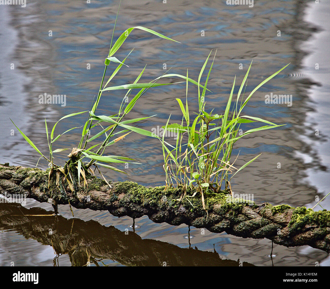 Grüne Gras und Moos wächst auf einer Leine mit Wasser im Hintergrund Stockfoto