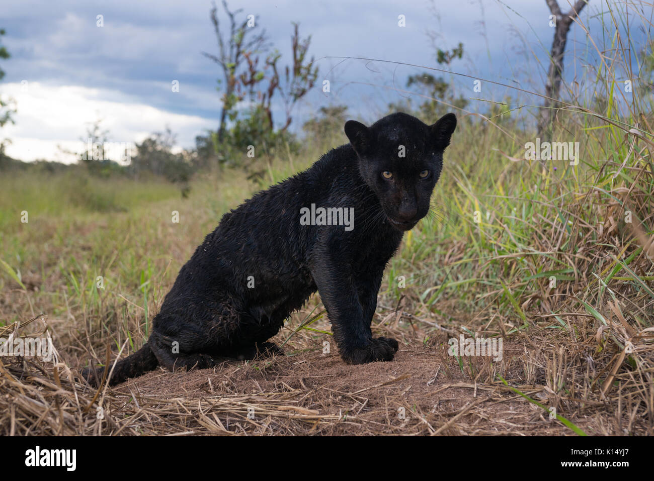 Baby schwarz Jaguar, im Instituto Onça Pintada geboren wurde Stockfoto