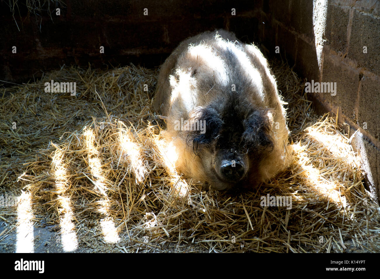Mangalica oder mangalista Schwein Stockfoto