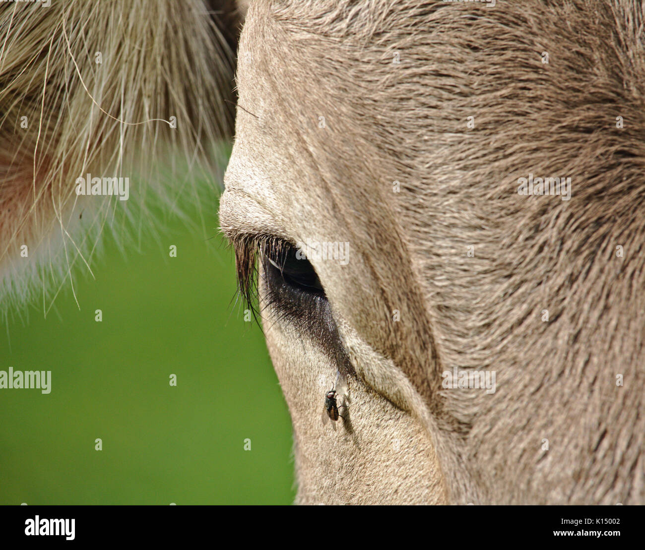 Closeup Portrait einer Kuh mit teardrop und Fliegen Stockfoto