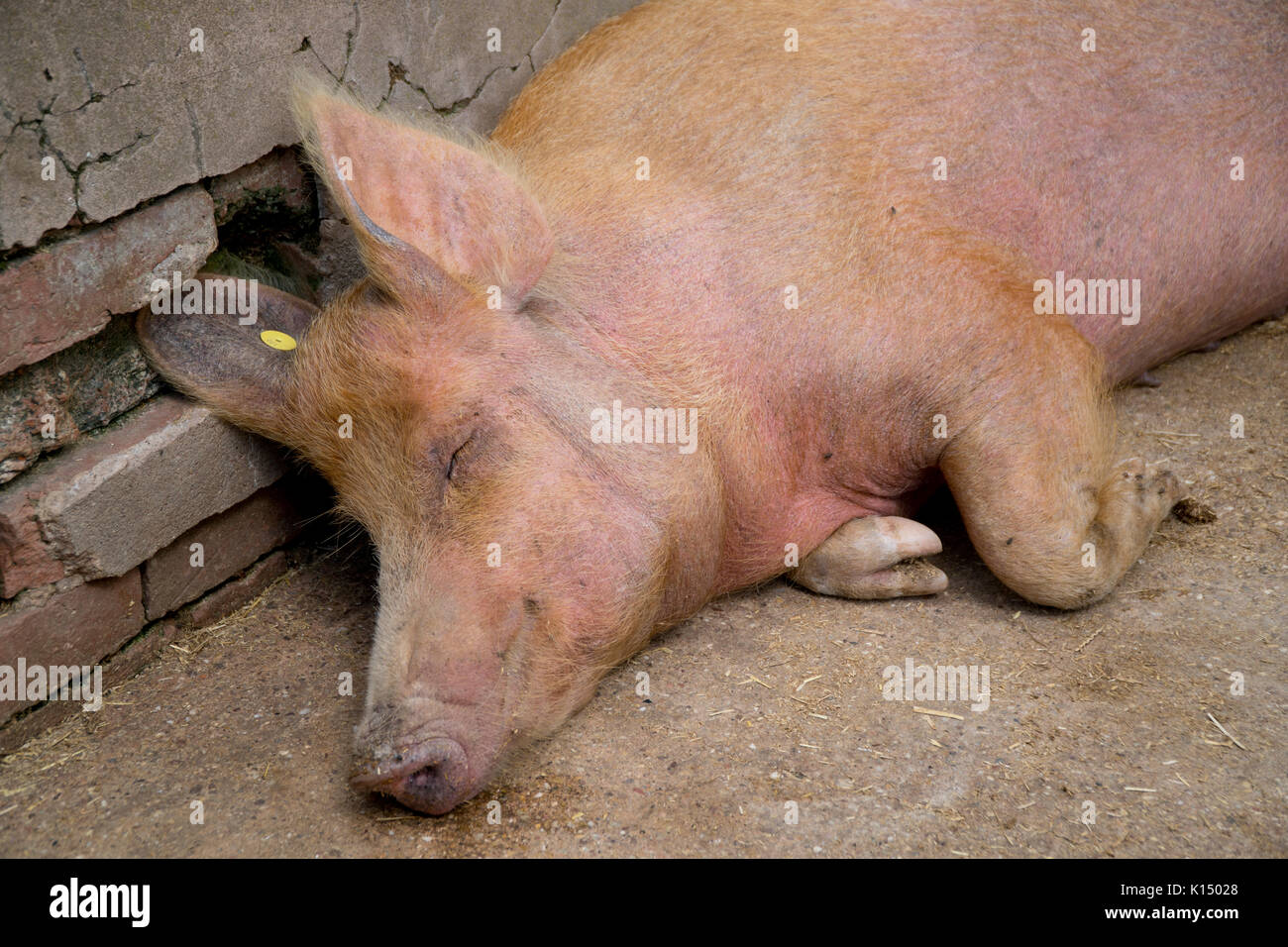 Tamworth Schwein schlafen in der Sonne Stockfoto