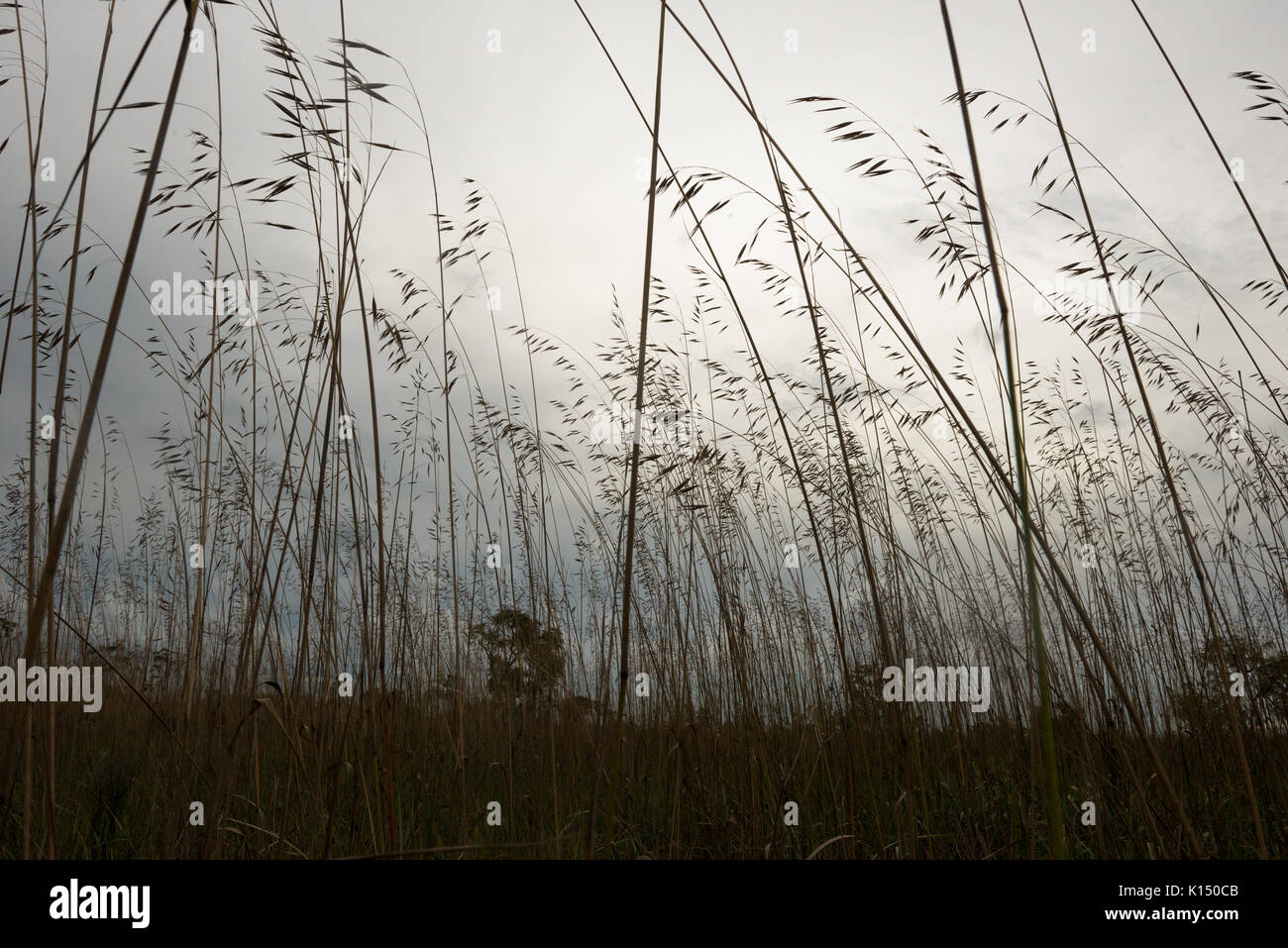 Native hoch capim - flecha Gras von emas Nationalpark Stockfoto