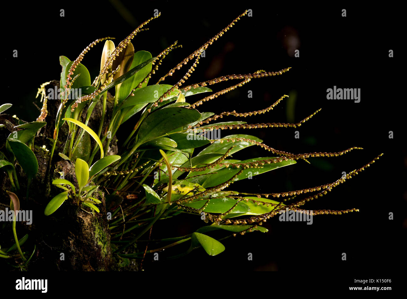 Wild Orchid (monophyllorchis porchiana) von den atlantischen Regenwald Stockfoto