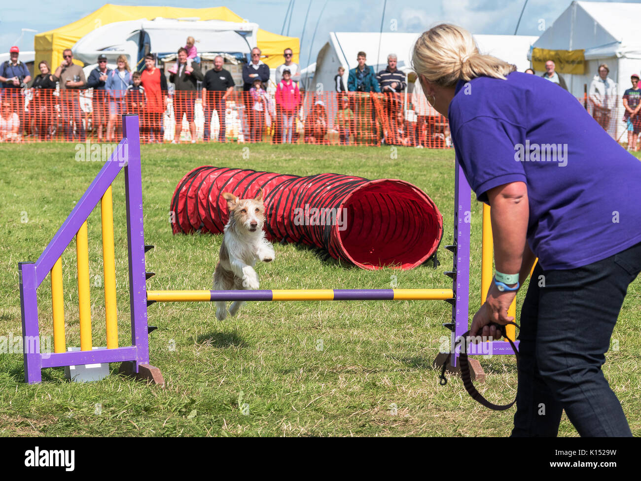 Ein terrier Typ Hund springt eine Hürde zu einem Hund Agility, Wettbewerb. Stockfoto