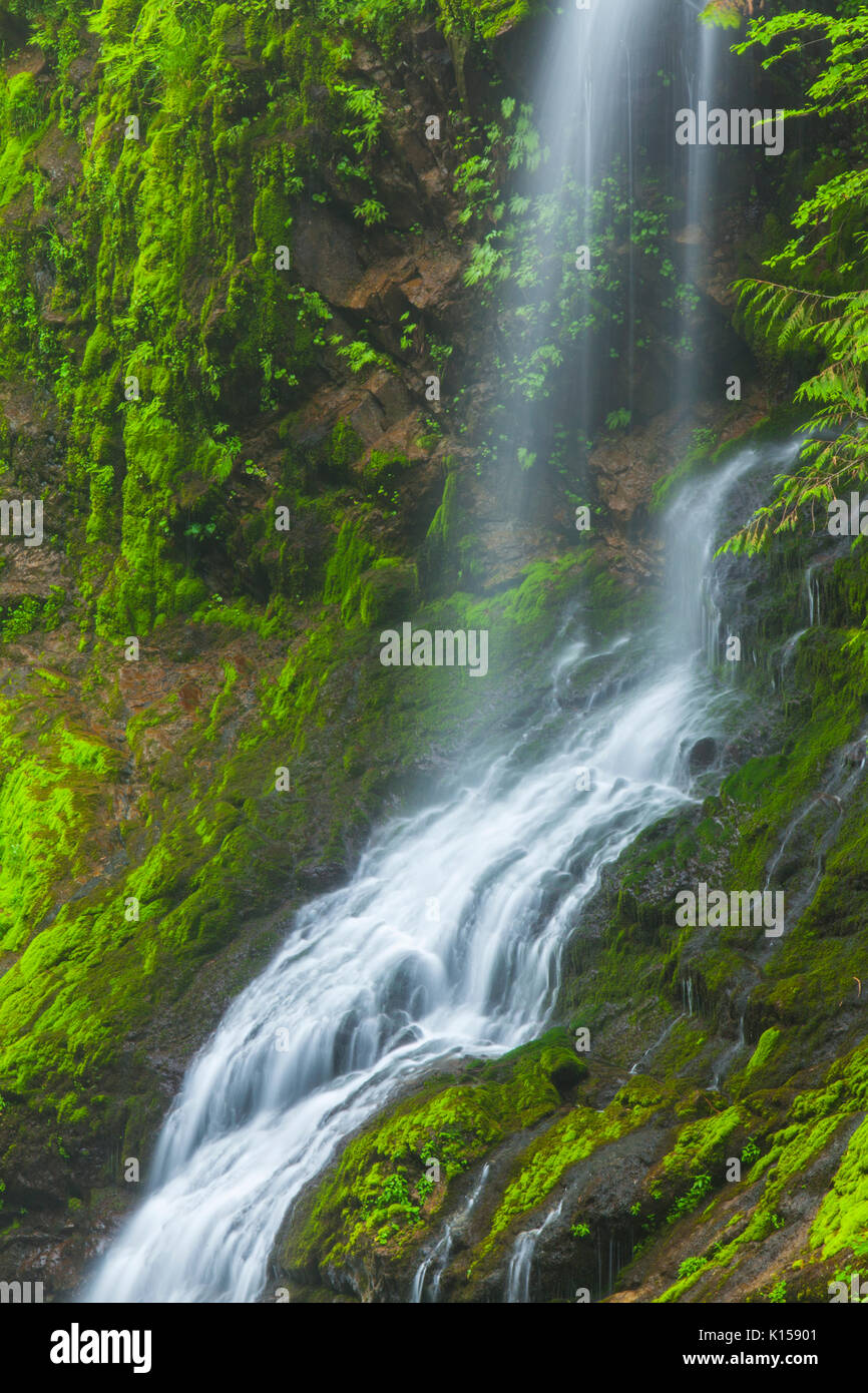 Ein Wasserfall stürzt in die Boulder Fluss inmitten von Farnen und Moosen, Boulder River Wildnis, Mt. Baker-Snoqualmie National Forest, North Cascade Range, Stockfoto