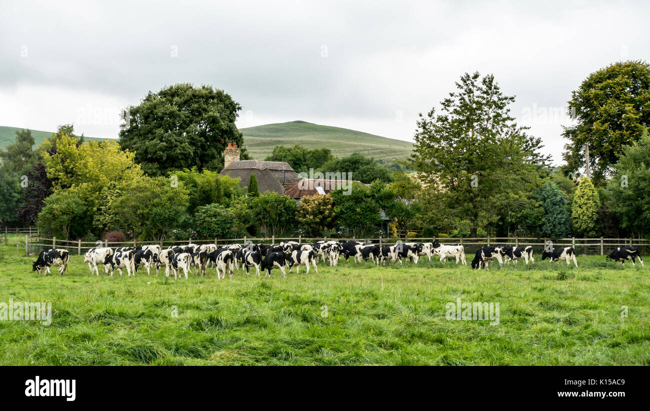 Herde, Schwarze und Weiße, Kühe, Pewsey Hügel, Alton Priors, Devizes, Wiltshire Stockfoto