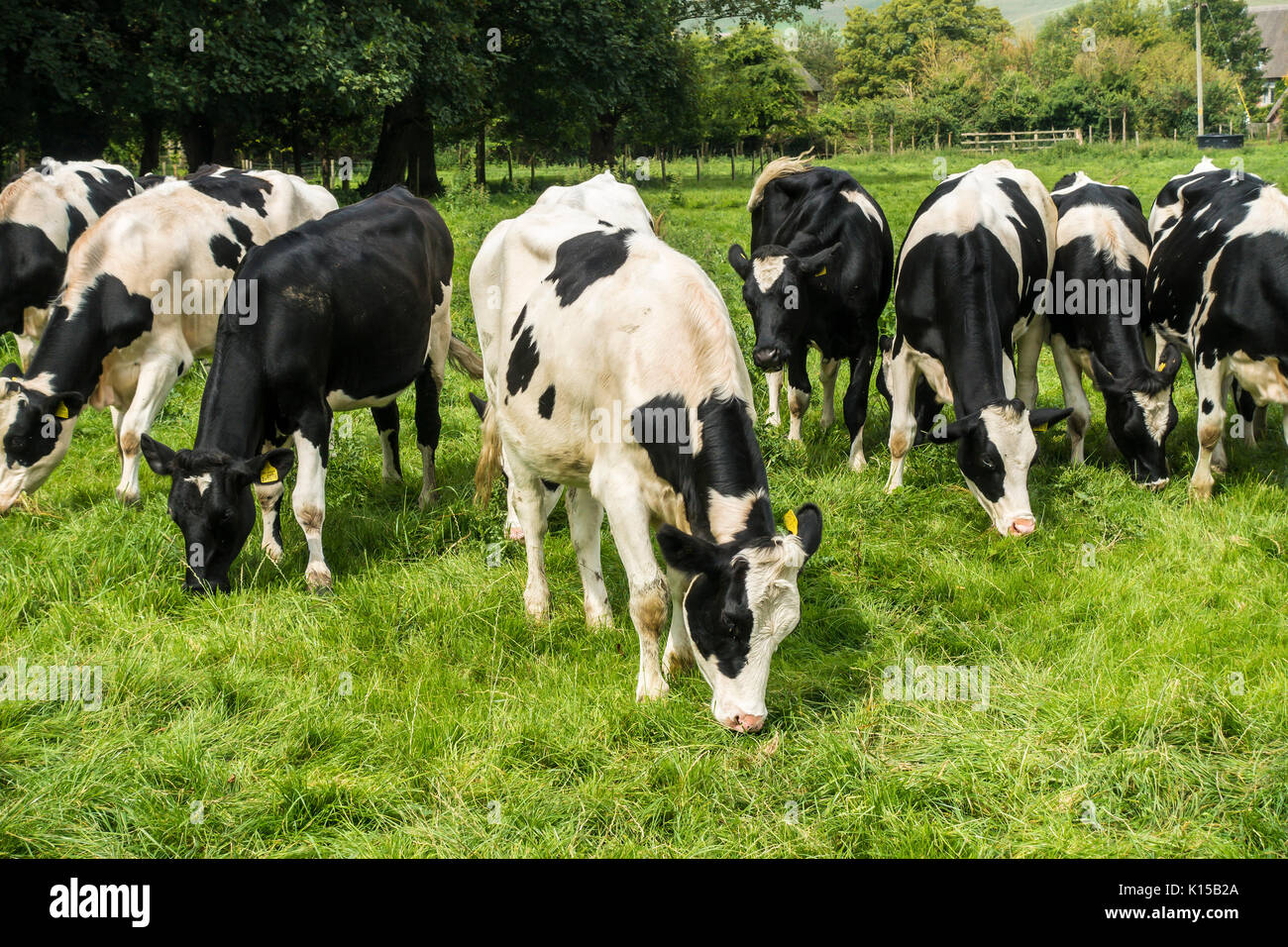 Herde, Schwarze und Weiße, Kühe, Pewsey Hügel, Alton Priors, Devizes, Wiltshire Stockfoto