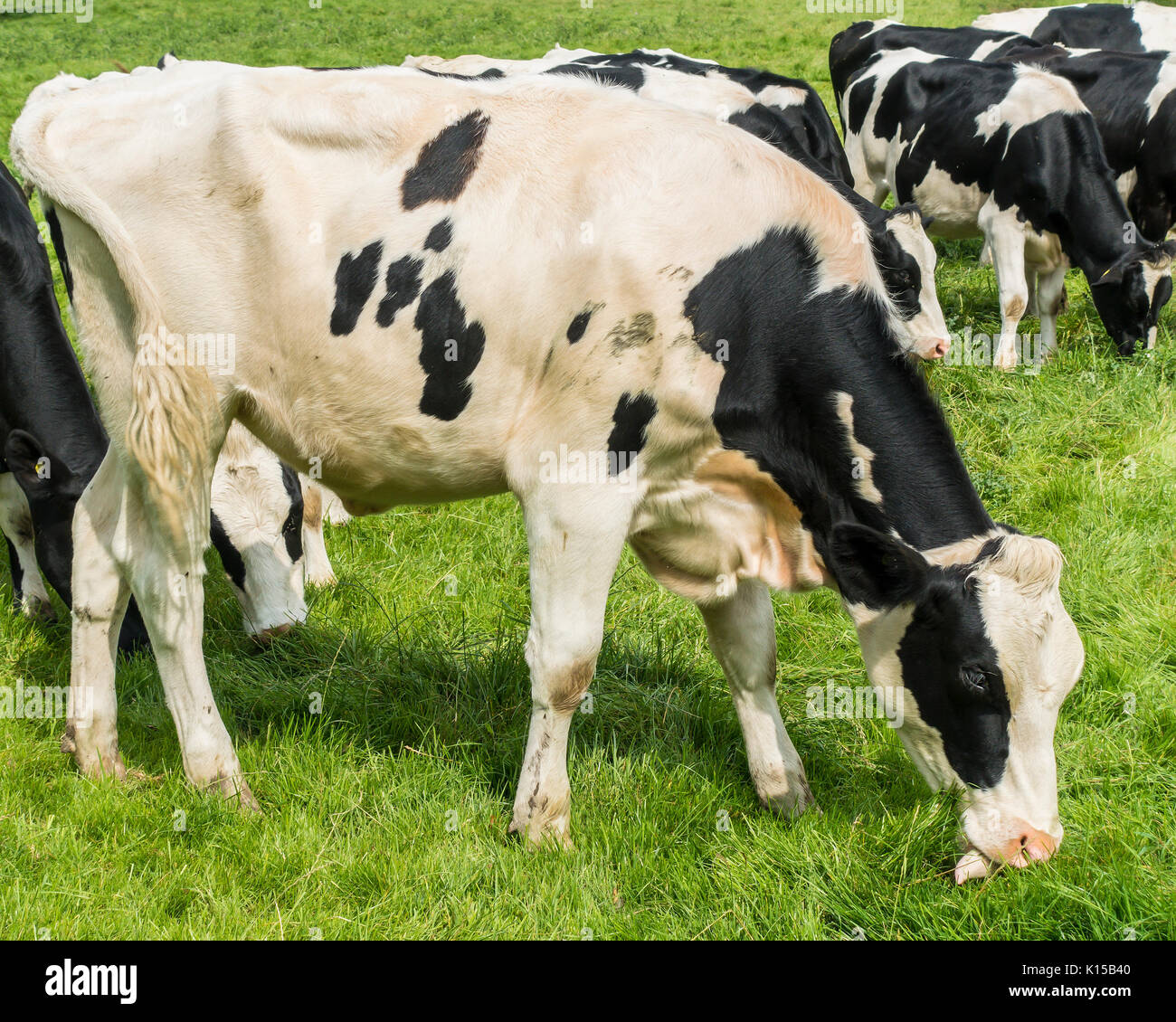 Schwarz und Weiß, Kuh, Essen, Gras Stockfoto