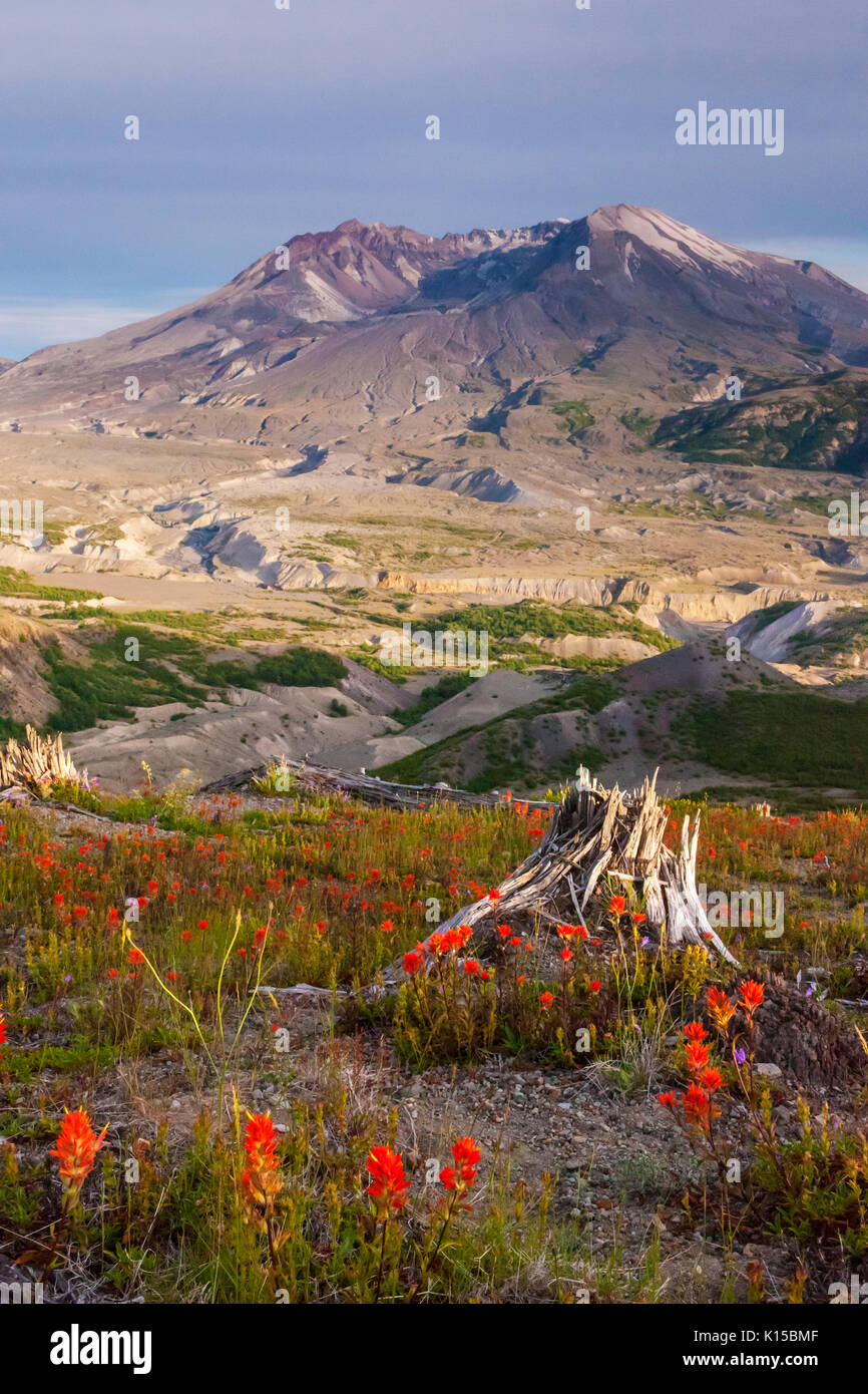 Mount St. Helens und Pinsel entlang der Begrenzung Trail am Johnston Ridge, Mount St. Helens National Volcanic Monument, Kaskaden, Washington, USA. Stockfoto