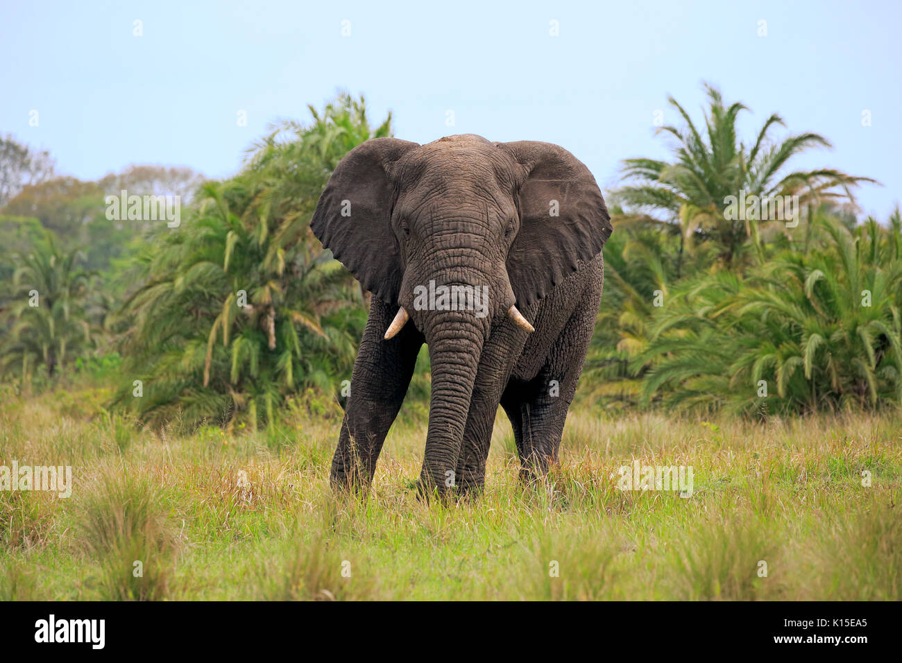 Afrikanischer Elefant (Loxodonta africana), Erwachsener, Fütterung, Hluhluwe Umfolozi National Park, Hluhluwe iMfolozi Nationalpark Stockfoto