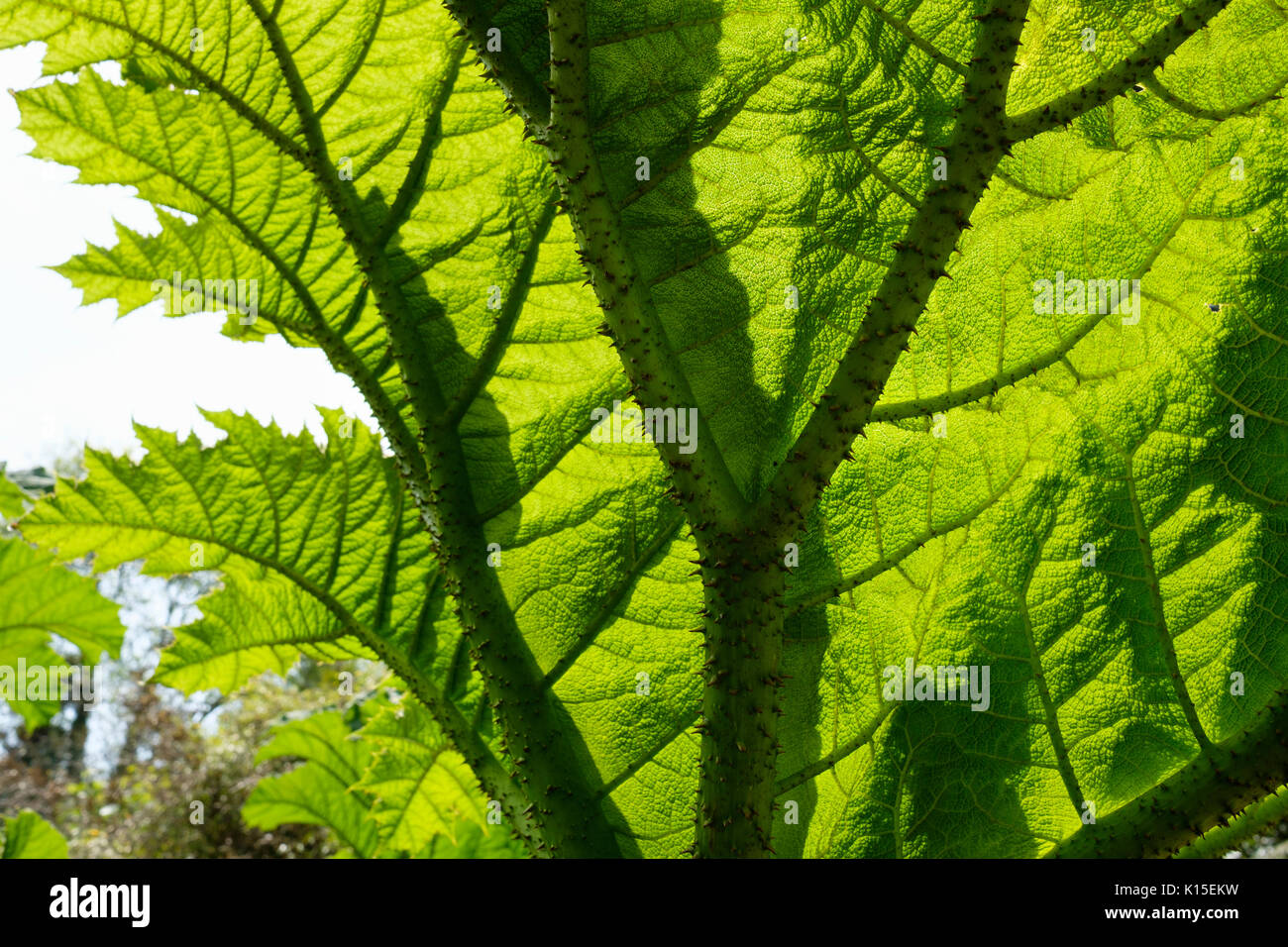 Blatt der riesigen Rhabarber (Gunnera manicata), die Verlorenen Gärten von Heligan, Cornwall, England, Vereinigtes Königreich Stockfoto