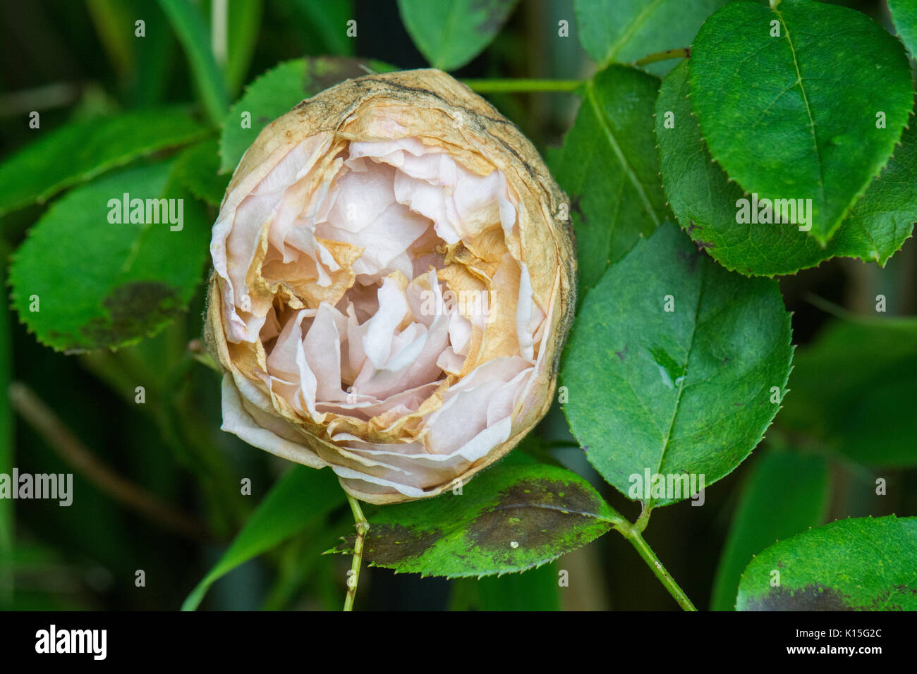 Rose balling und schwarzen Punkt in, schattigen, feuchten Bedingungen - St. Swithun Rose gewachsen Rose Stockfoto