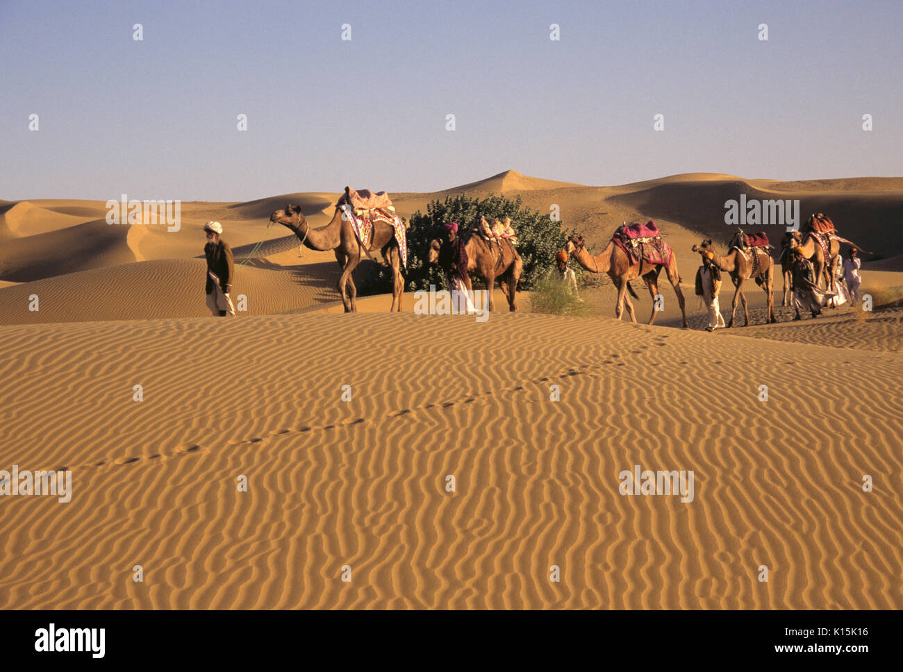 Kamele in den Dünen von Sam, in der Nähe von Jaisalmer, Rajasthan, Indien Stockfoto