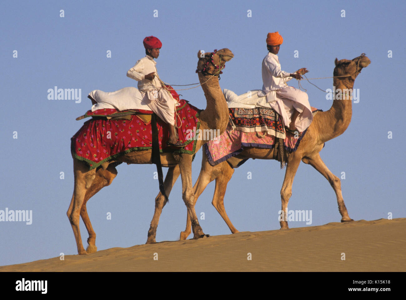 Kamele in den Dünen von Sam, in der Nähe von Jaisalmer, Rajasthan, Indien Stockfoto